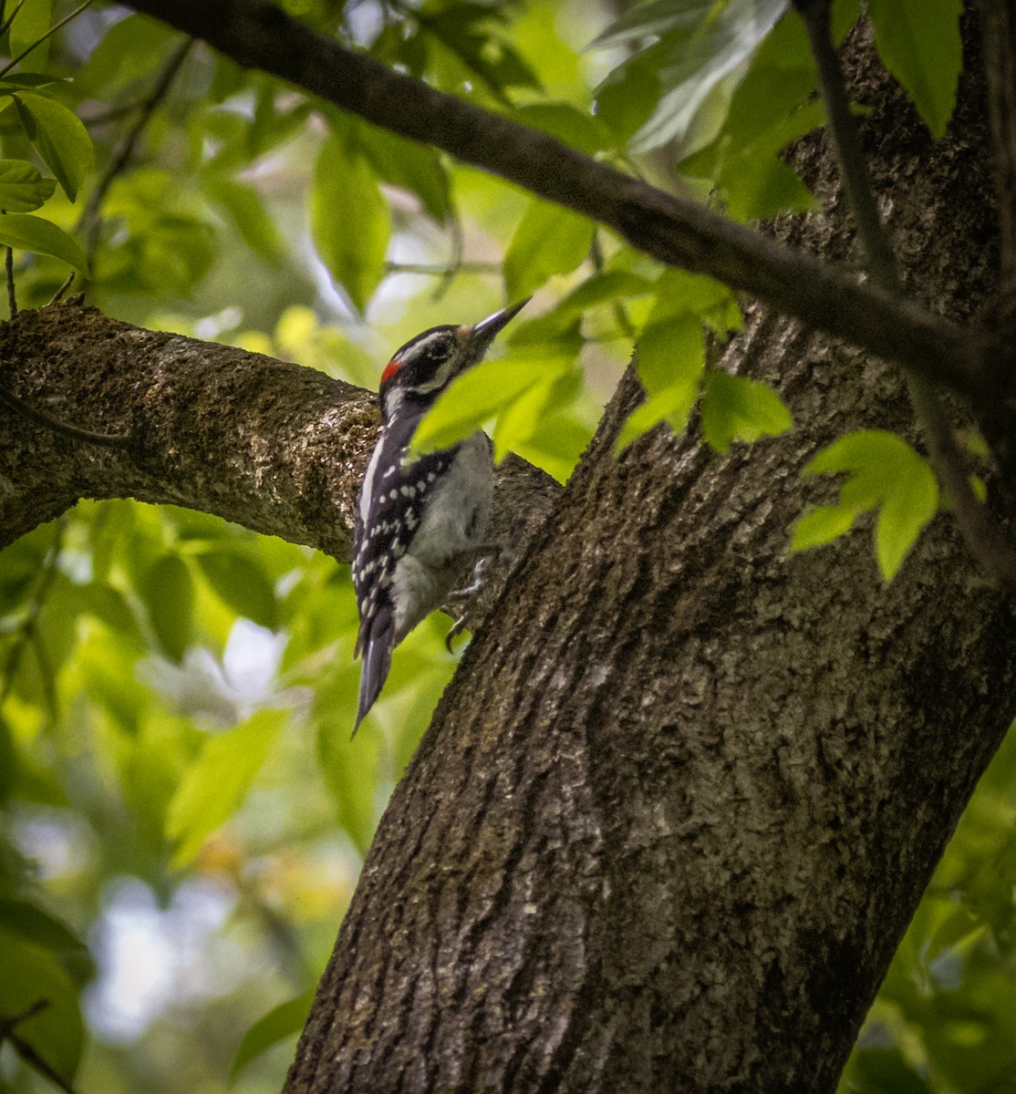 Hairy Woodpecker - ML343175931
