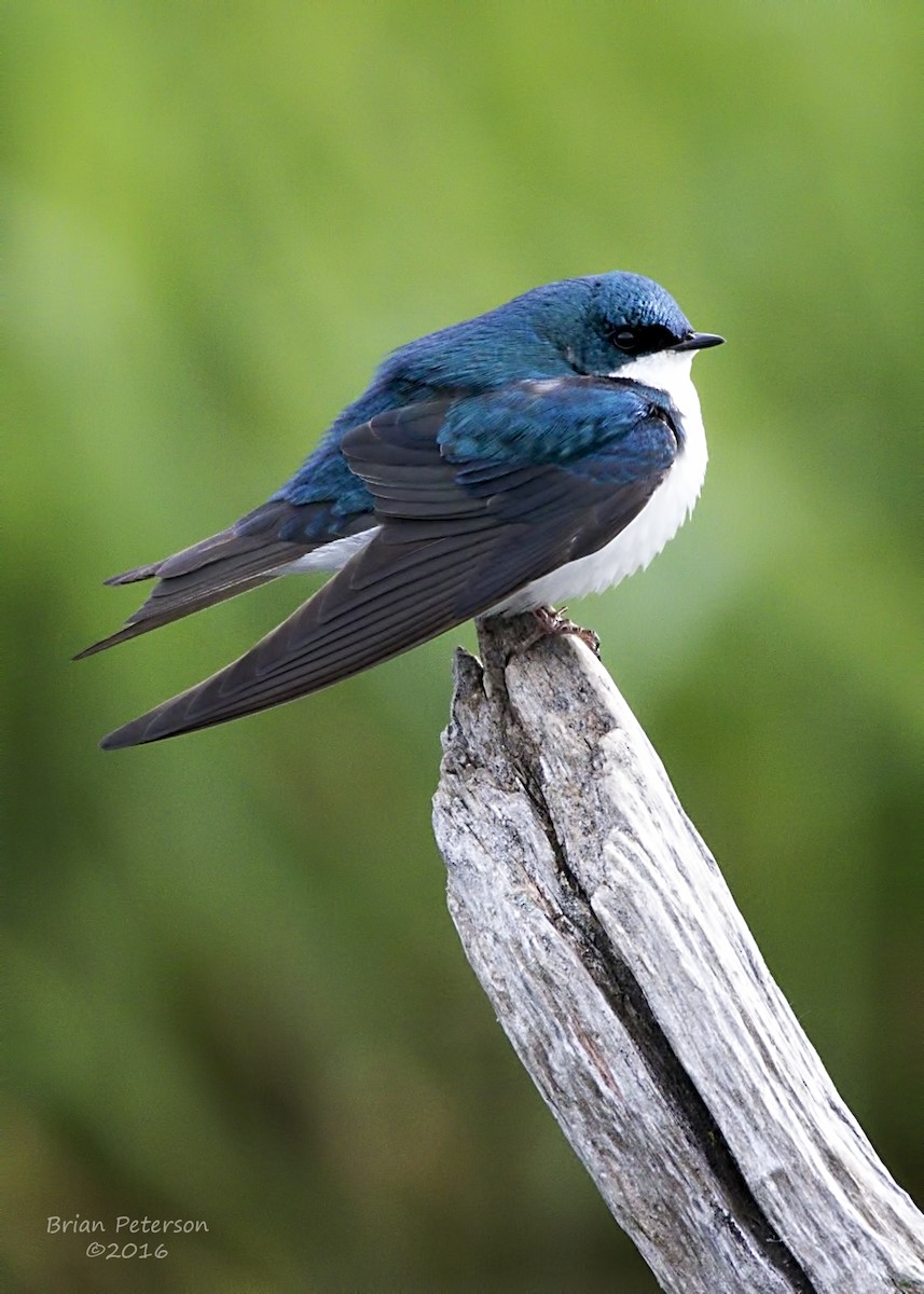 Tree Swallow - Brian Peterson