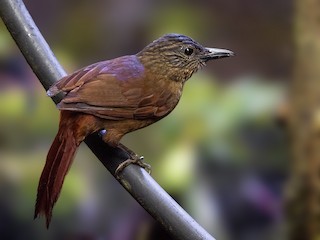  - Streak-capped Treehunter