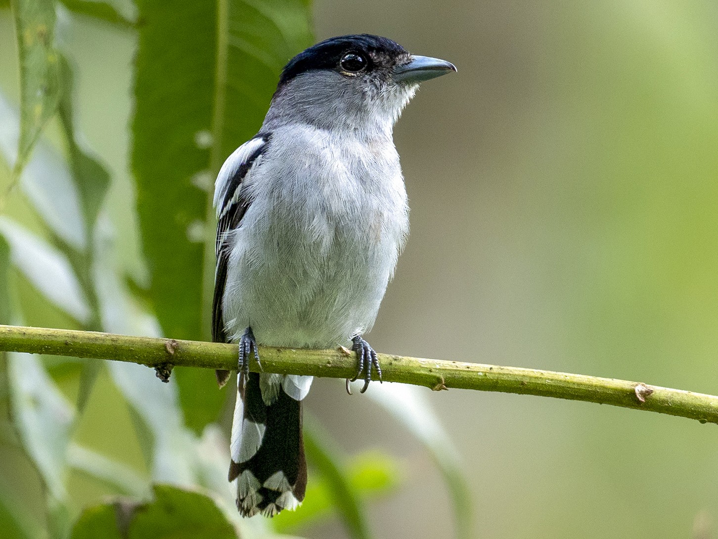 White-winged Becard - eBird