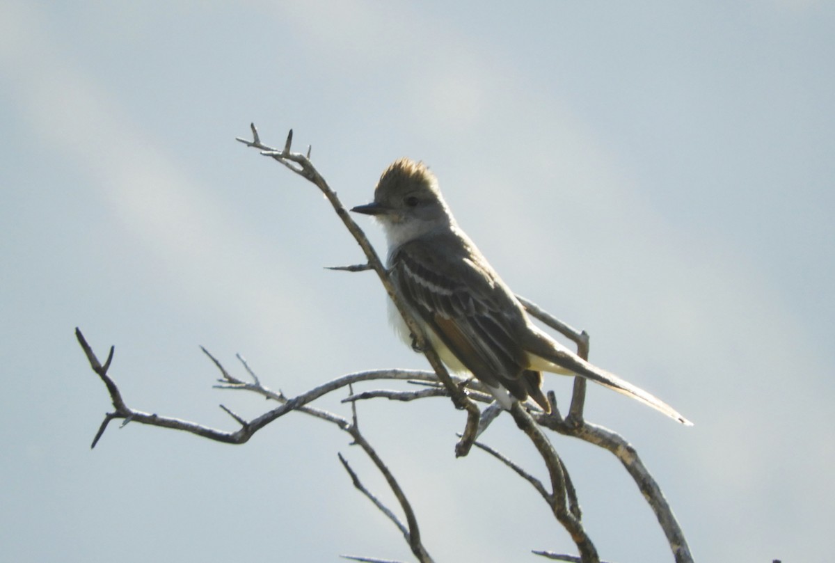 Ash-throated Flycatcher - Becky Kitto