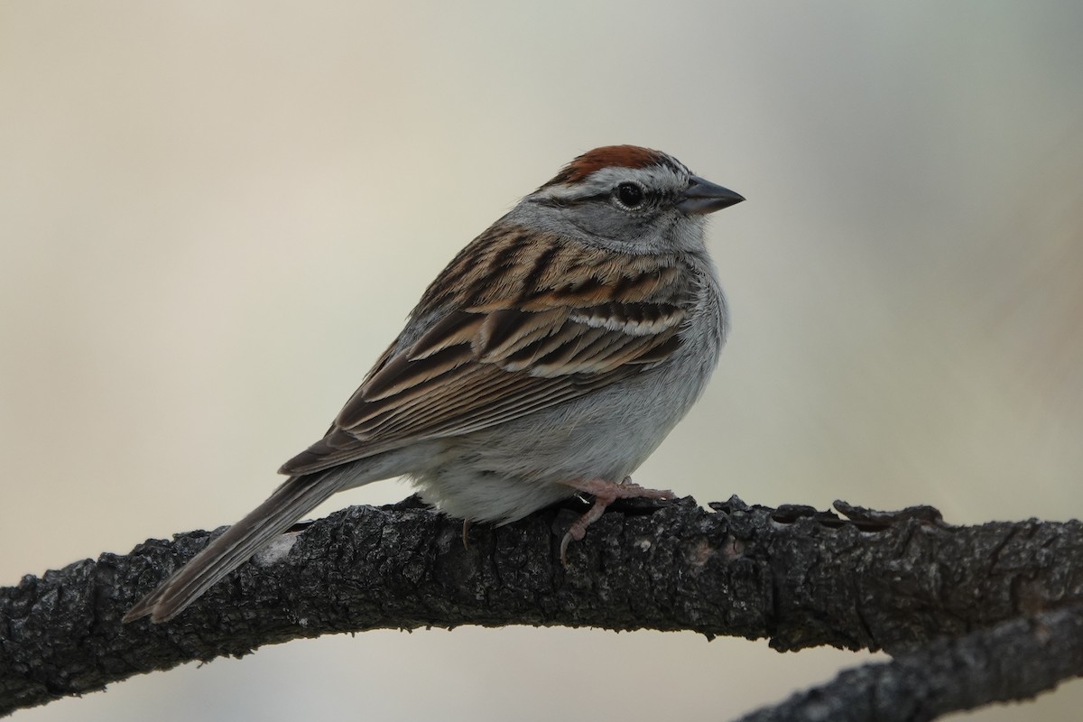 Chipping Sparrow - ML343185341
