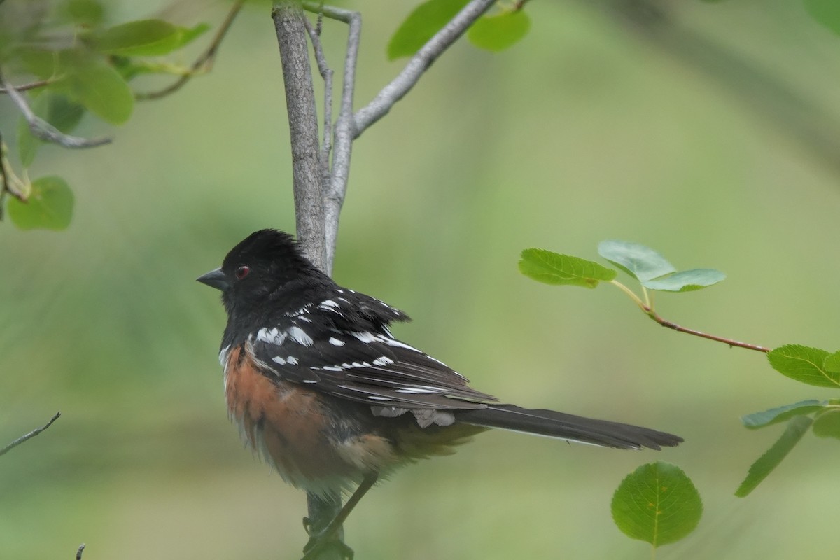 Spotted Towhee - ML343186181