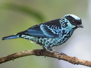 Beryl-spangled Tanager - Tangara nigroviridis - Birds of the