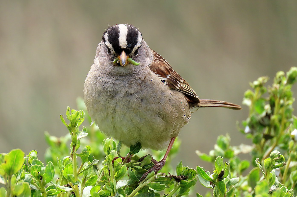 White-crowned Sparrow (nuttalli) - ML343189771