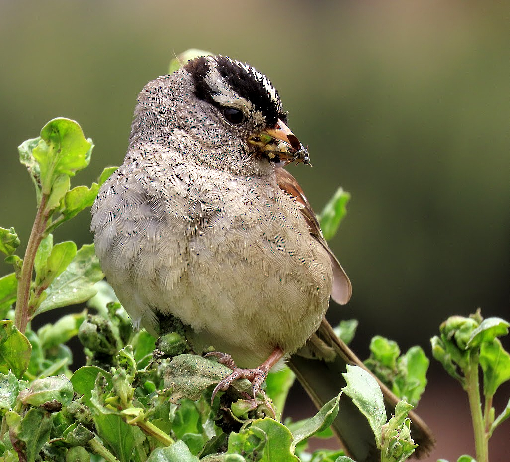 White-crowned Sparrow (nuttalli) - ML343191671