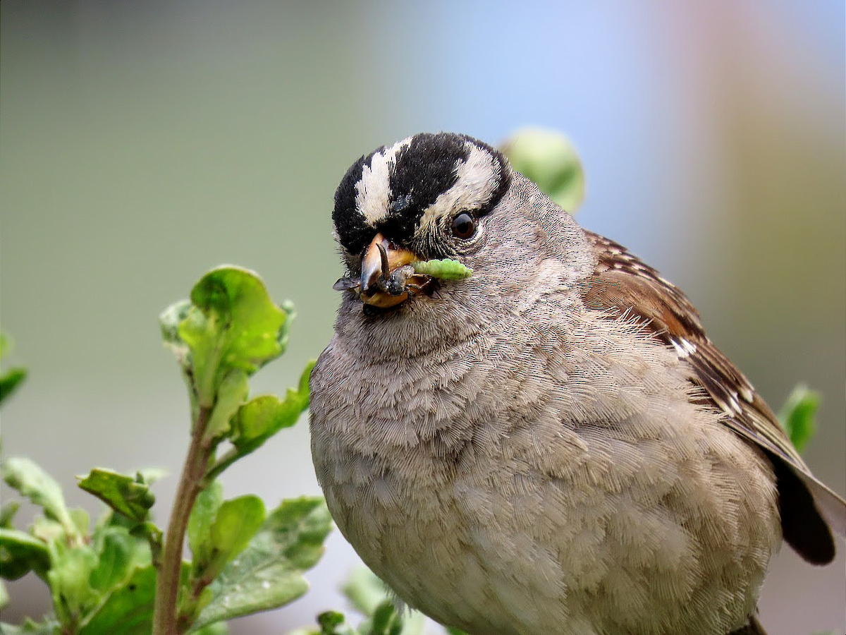 White-crowned Sparrow (nuttalli) - ML343191951