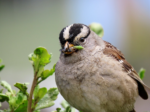 White-crowned Sparrow (nuttalli)