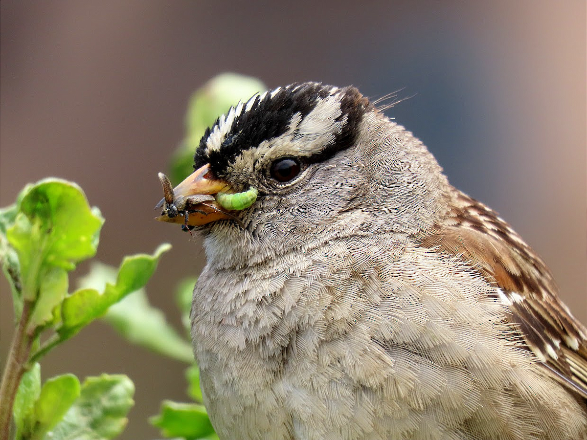 White-crowned Sparrow (nuttalli) - ML343192641