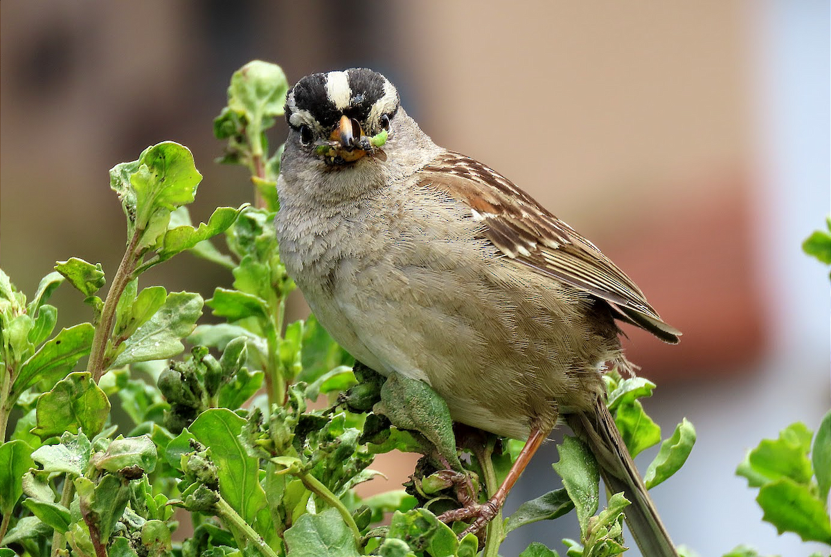 White-crowned Sparrow (nuttalli) - Long-eared Owl