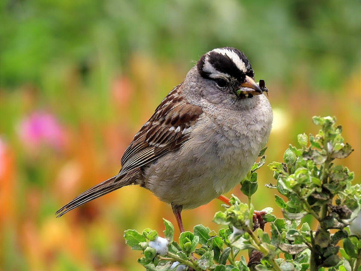 White-crowned Sparrow (nuttalli) - ML343193301