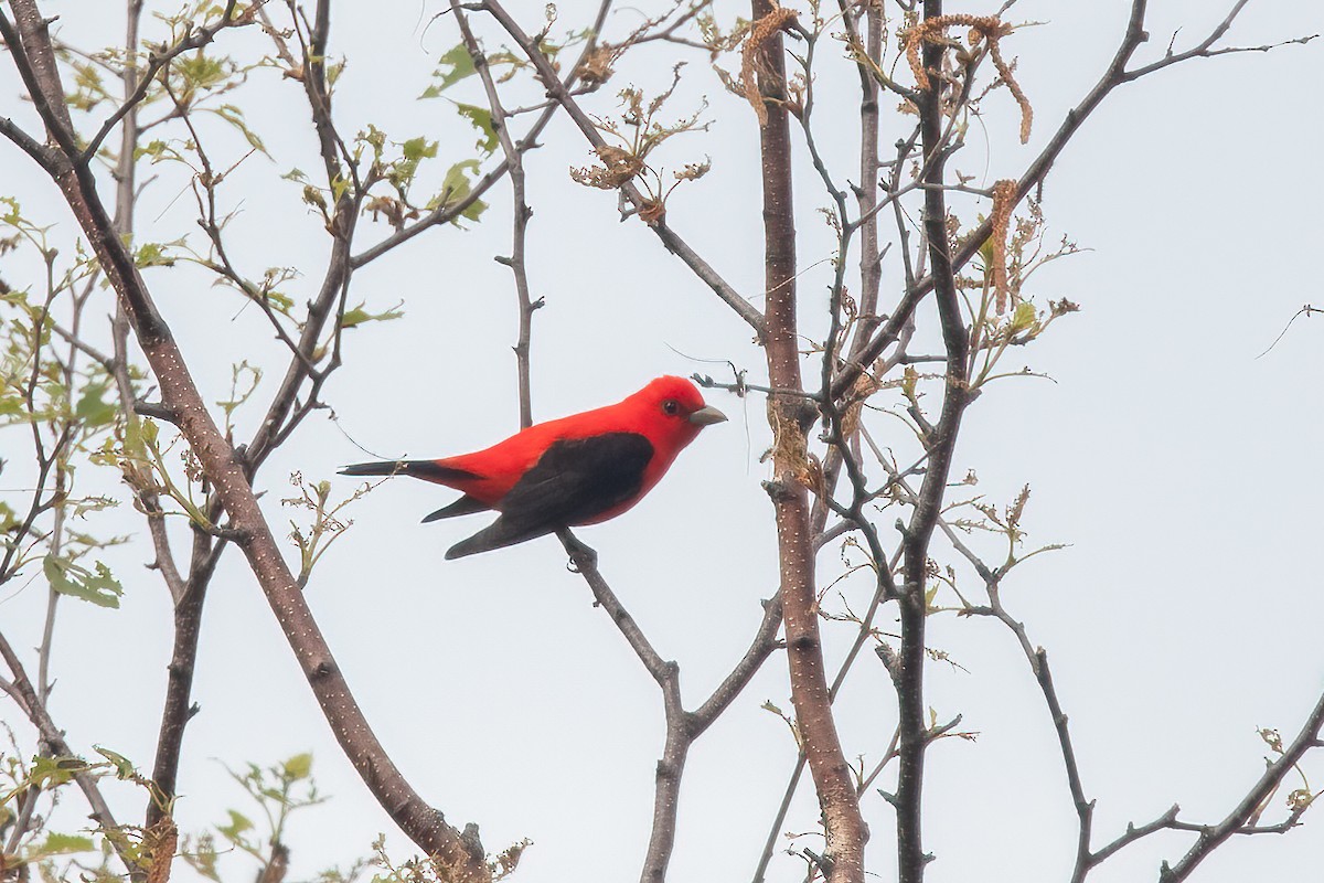Scarlet Tanager - ML343194541