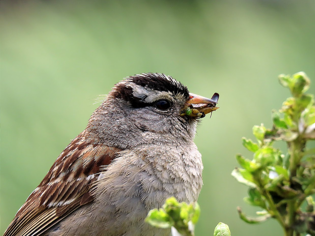 White-crowned Sparrow (nuttalli) - ML343194661