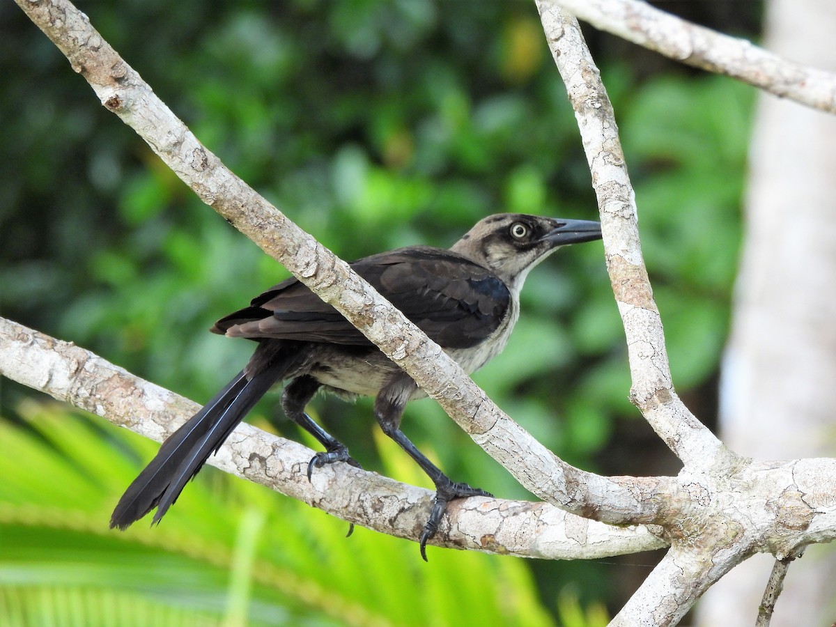 Great-tailed Grackle - ML343204921