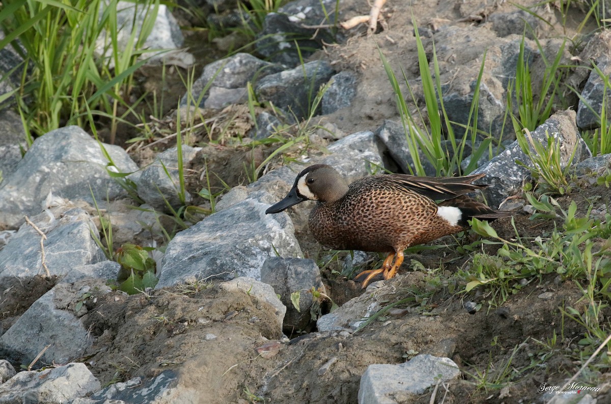Blue-winged Teal - ML343206301