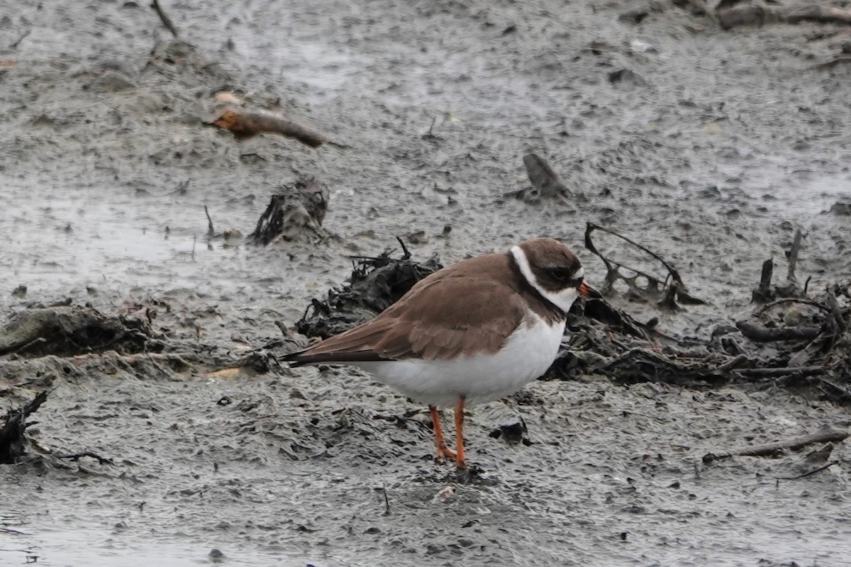 Semipalmated Plover - ML343207591