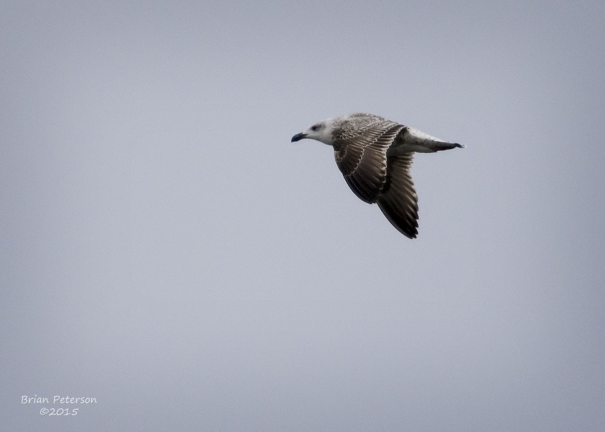 Great Black-backed Gull - Brian Peterson