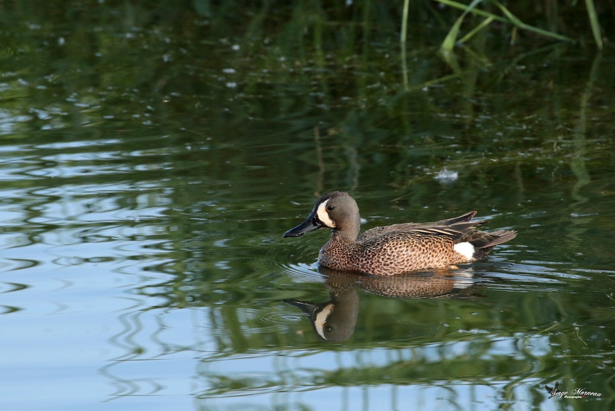Blue-winged Teal - ML343211771