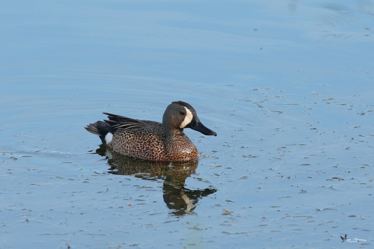 Blue-winged Teal - ML343211881