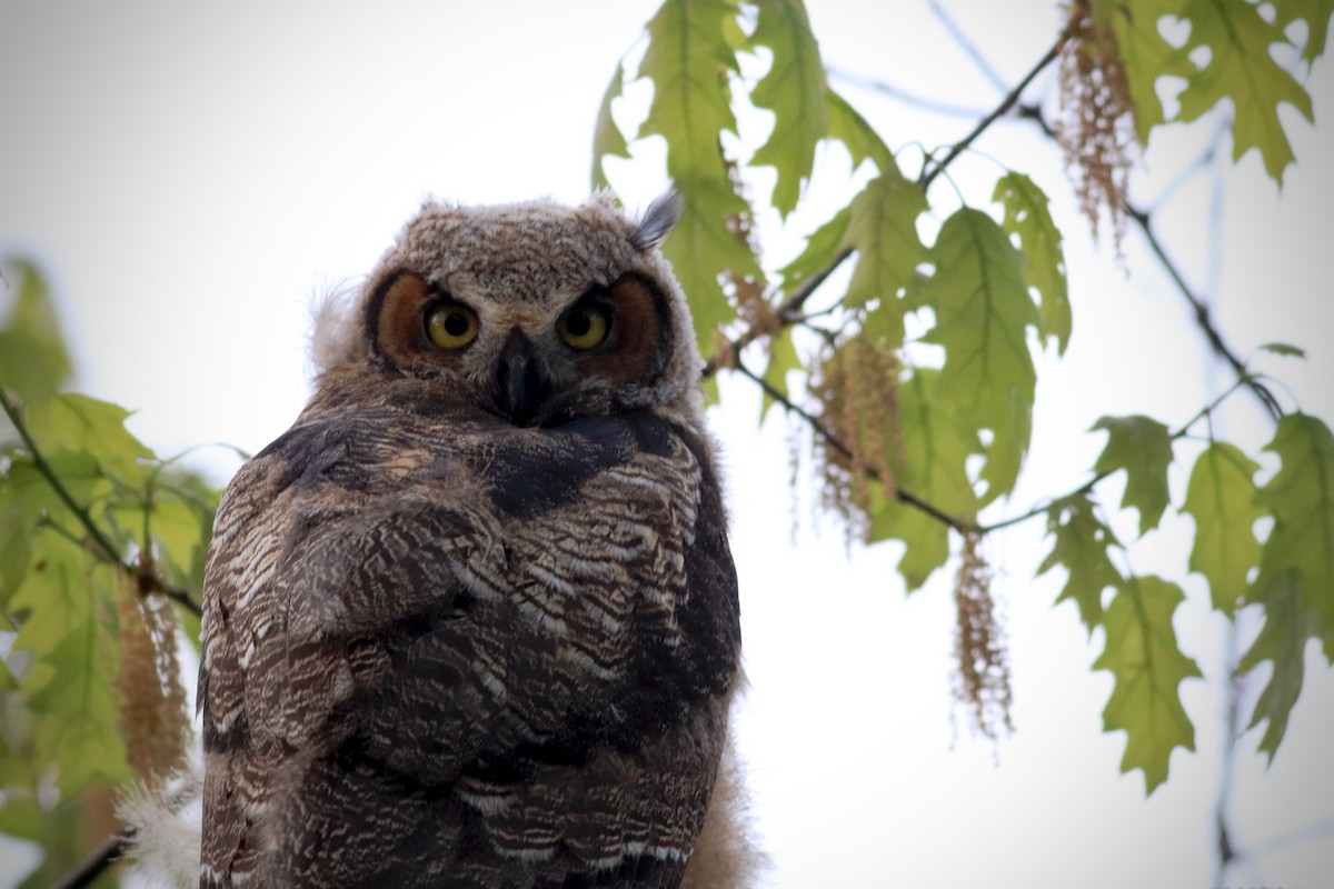 Great Horned Owl - ML343216301