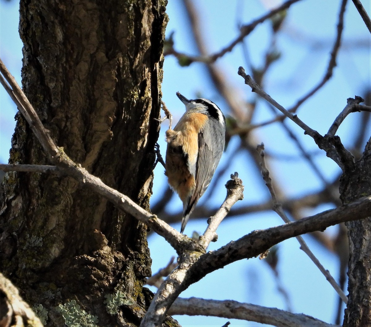 Red-breasted Nuthatch - ML343217871