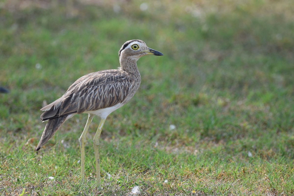 Double-striped Thick-knee - ML343219821