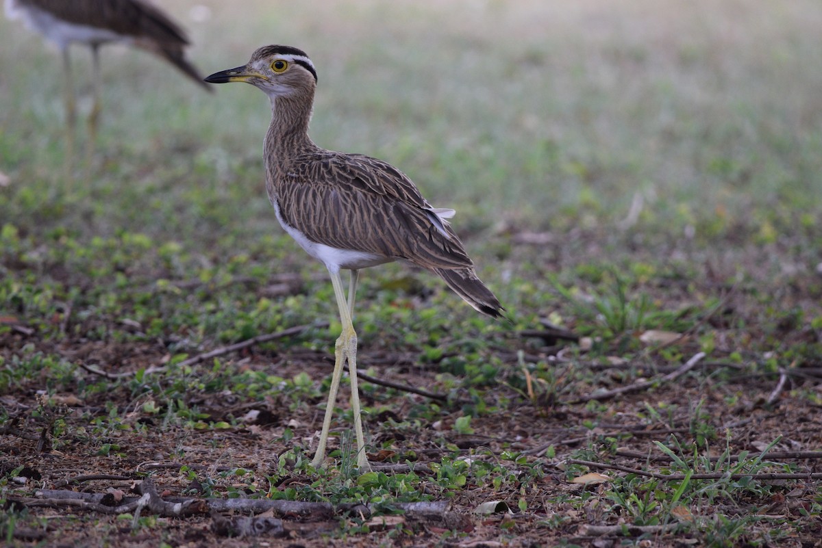 Double-striped Thick-knee - ML343219921