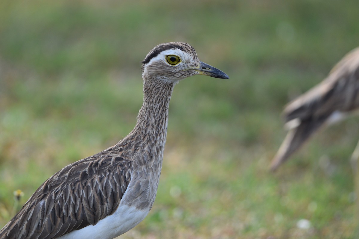 Double-striped Thick-knee - ML343220081