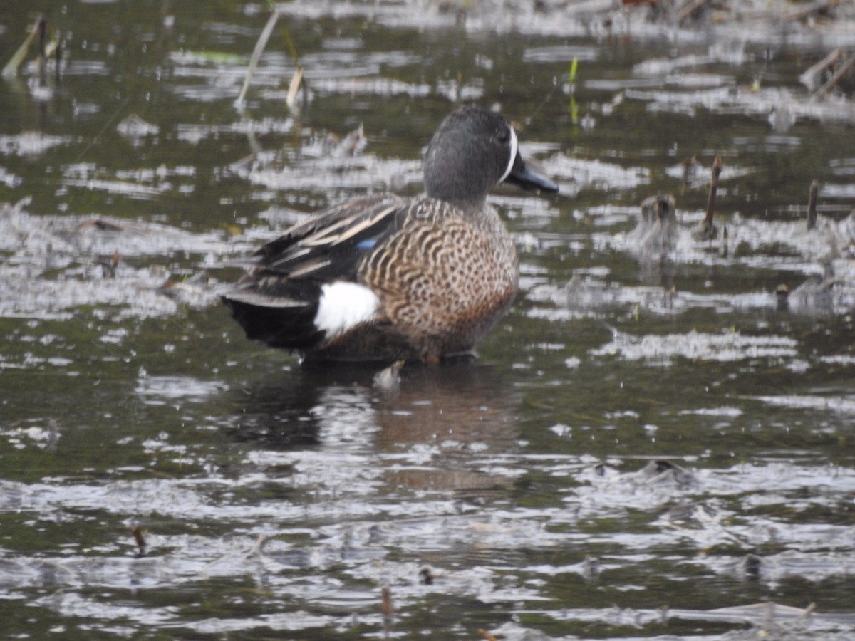 Blue-winged Teal - ML343224001
