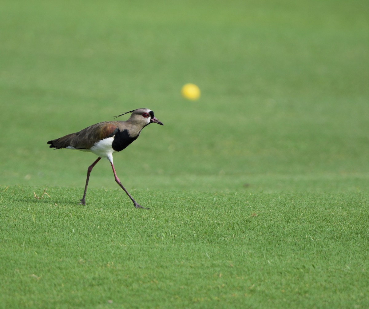 Southern Lapwing - Ethan Compton