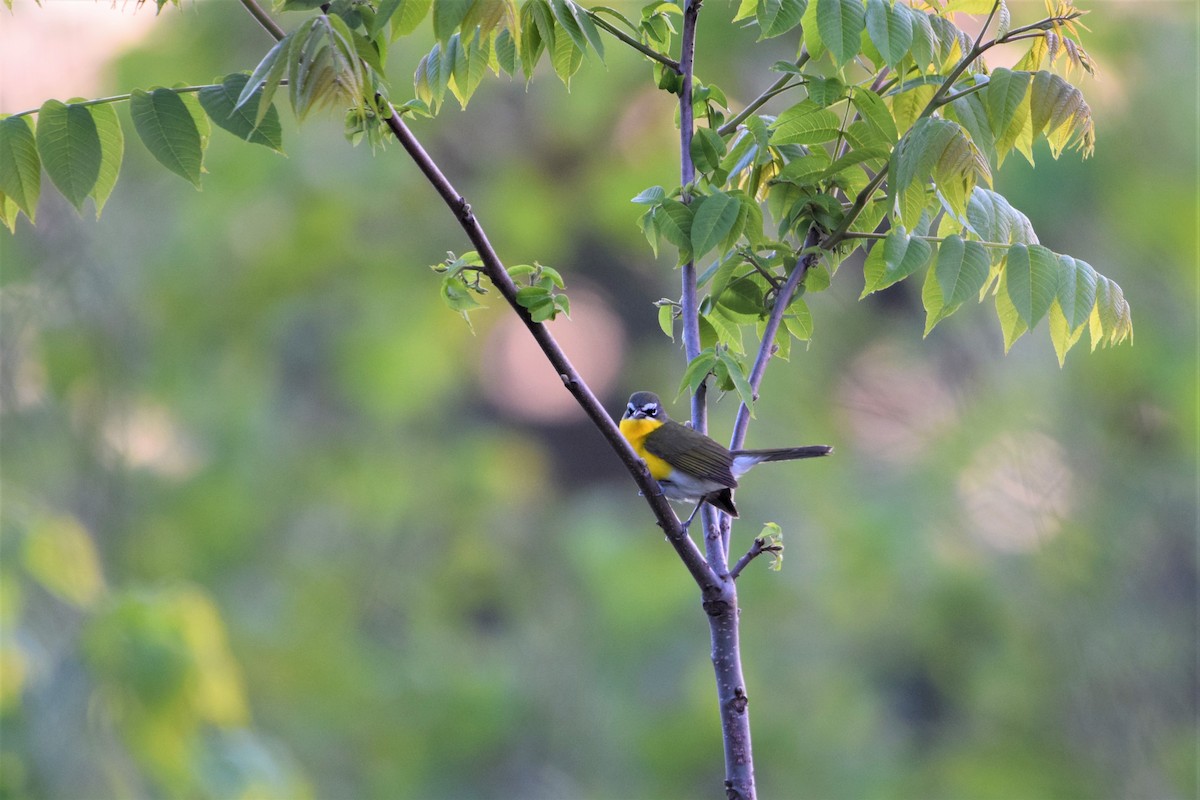 Yellow-breasted Chat - ML343226061