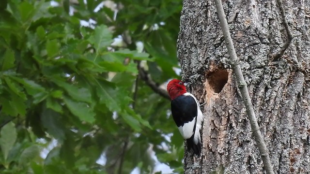 Red-headed Woodpecker - ML343231721