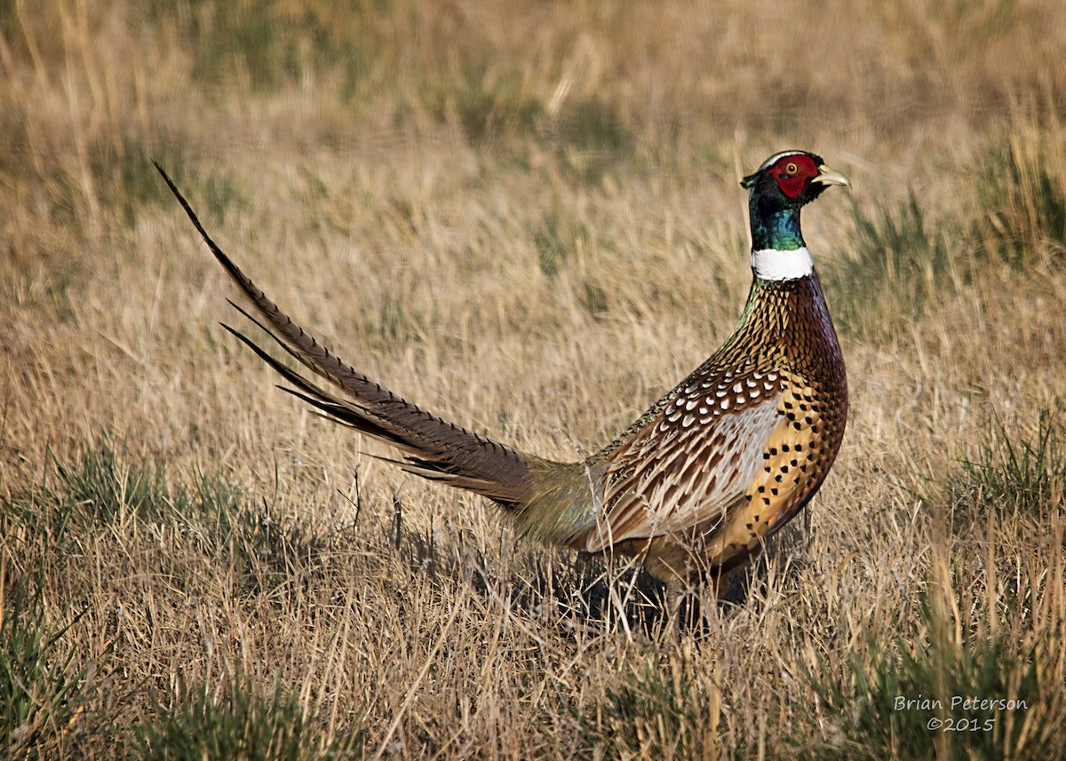Ring-necked Pheasant - Brian Peterson