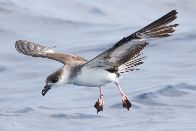 Adult Black-capped Petrel. - Black-capped Petrel - 