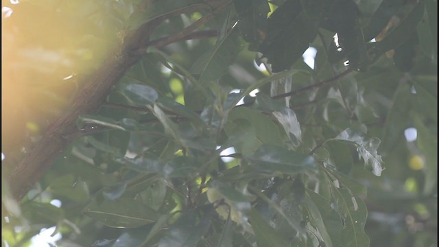 Cerulean Warbler - ML343240151