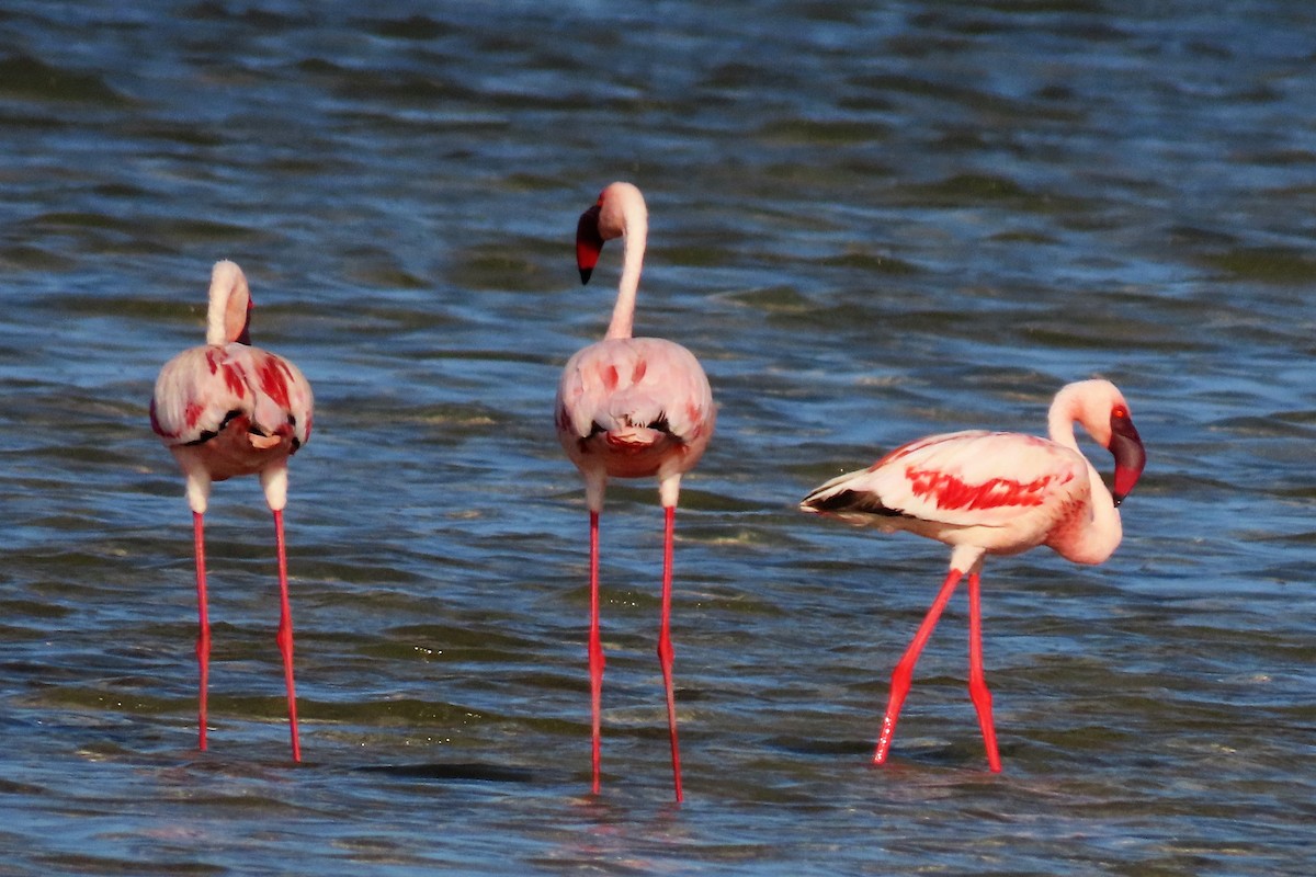Lesser Flamingo - Audrey Whitlock