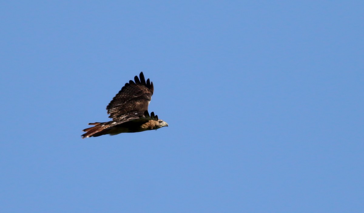 Red-tailed Hawk (borealis) - ML34324291