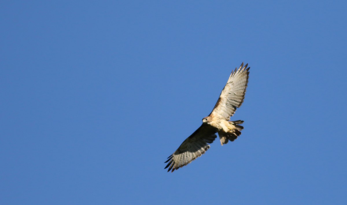 Red-tailed Hawk (borealis) - ML34324301