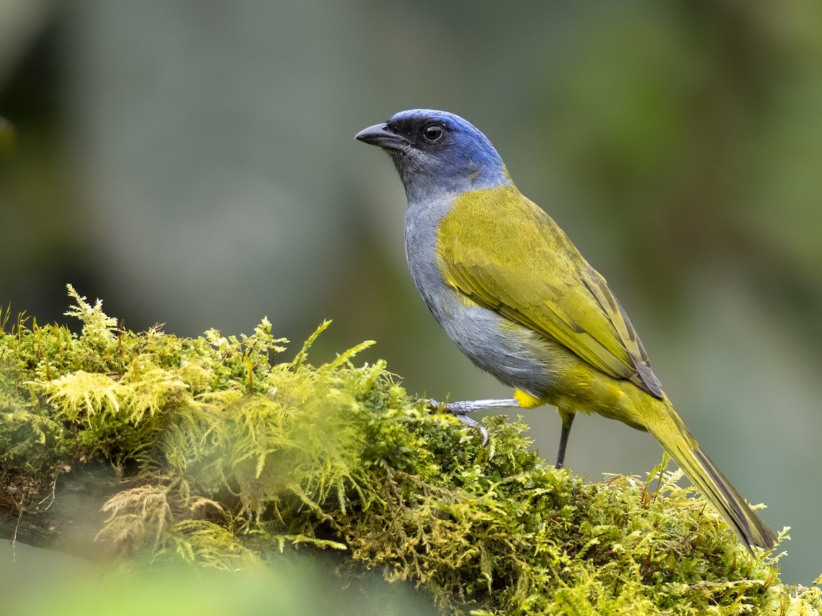 Blue-capped Tanager - Andres Vasquez Noboa