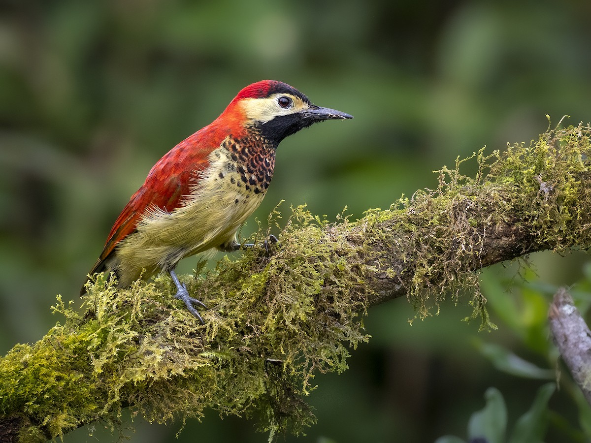 Crimson-mantled Woodpecker - ML343246011