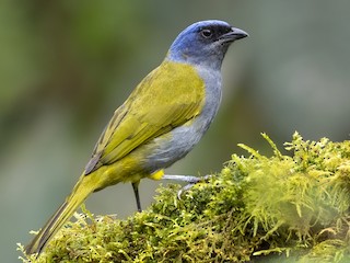  - Blue-capped Tanager