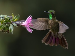 Tyrian Metaltail - Metallura tyrianthina - Birds of the World