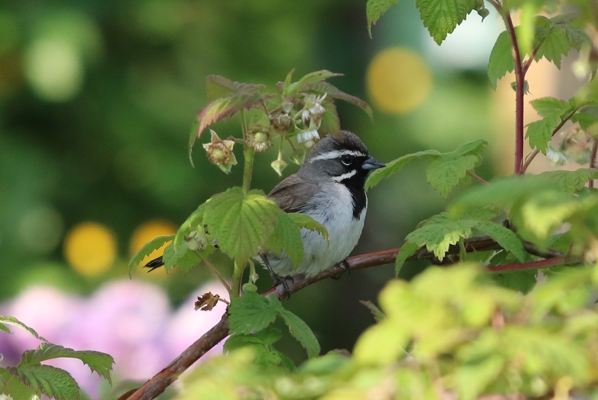 Black-throated Sparrow - Mike Farnworth