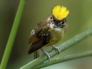  - White-throated Spadebill