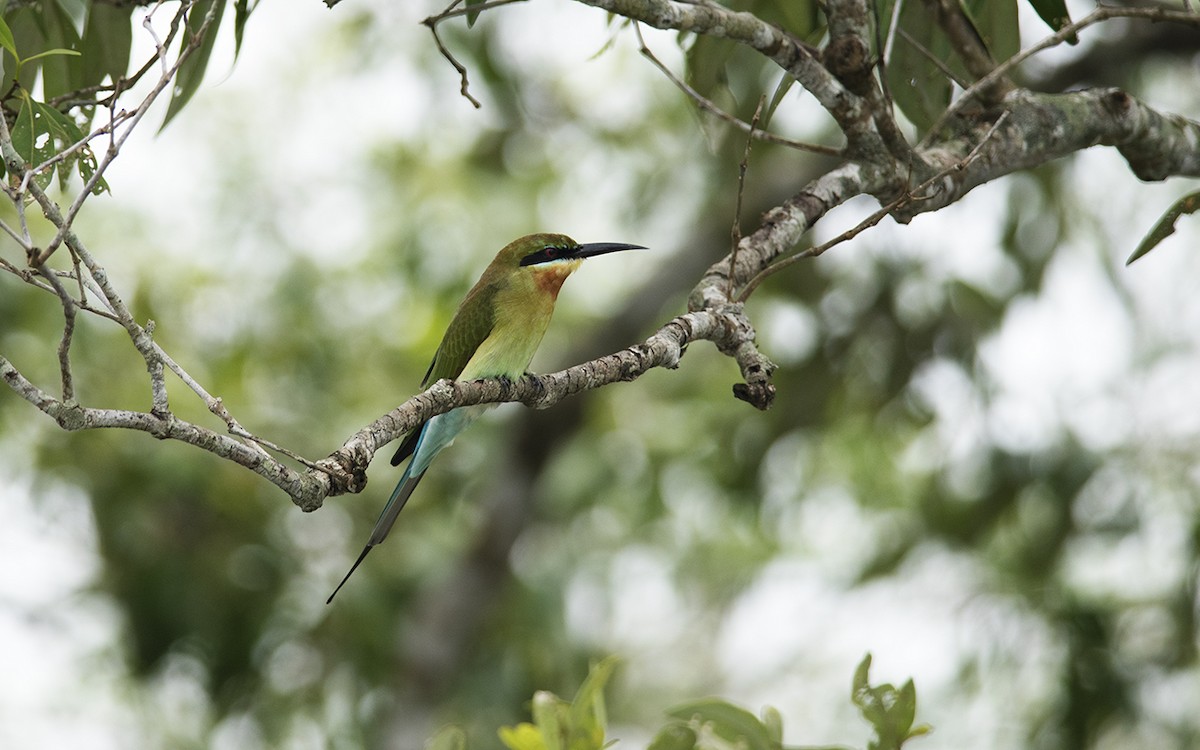 Blue-tailed Bee-eater - Sandip Das