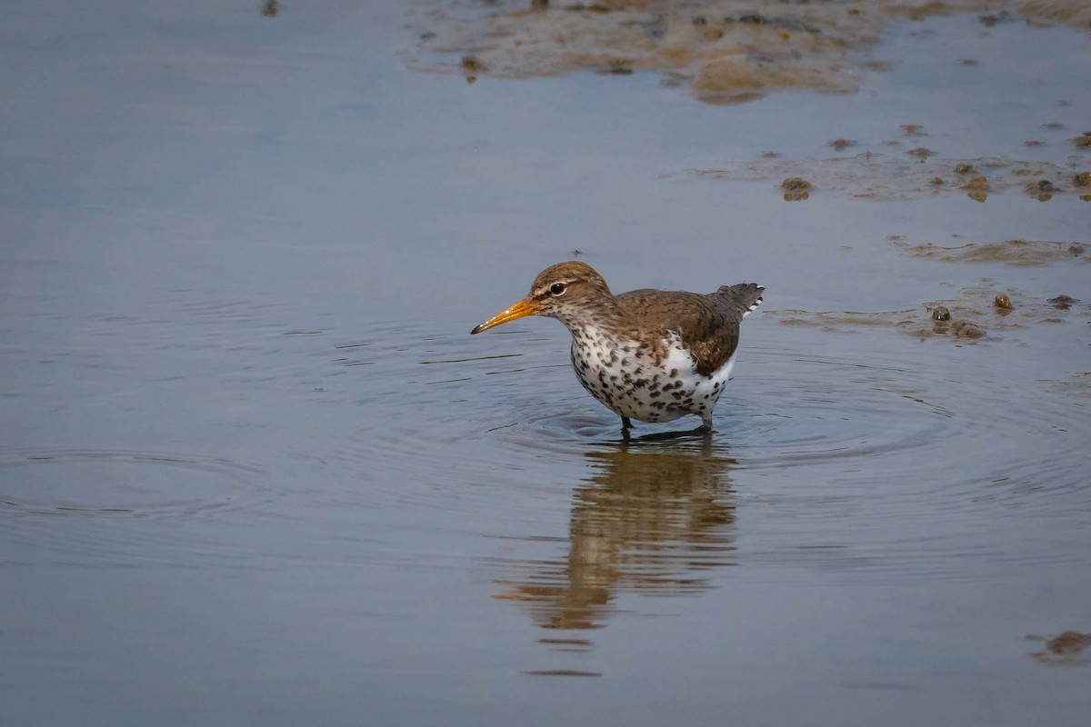 Spotted Sandpiper - Christy Hibsch