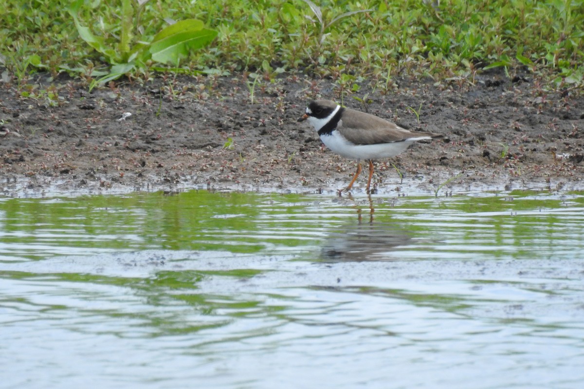 Semipalmated Plover - ML343258161