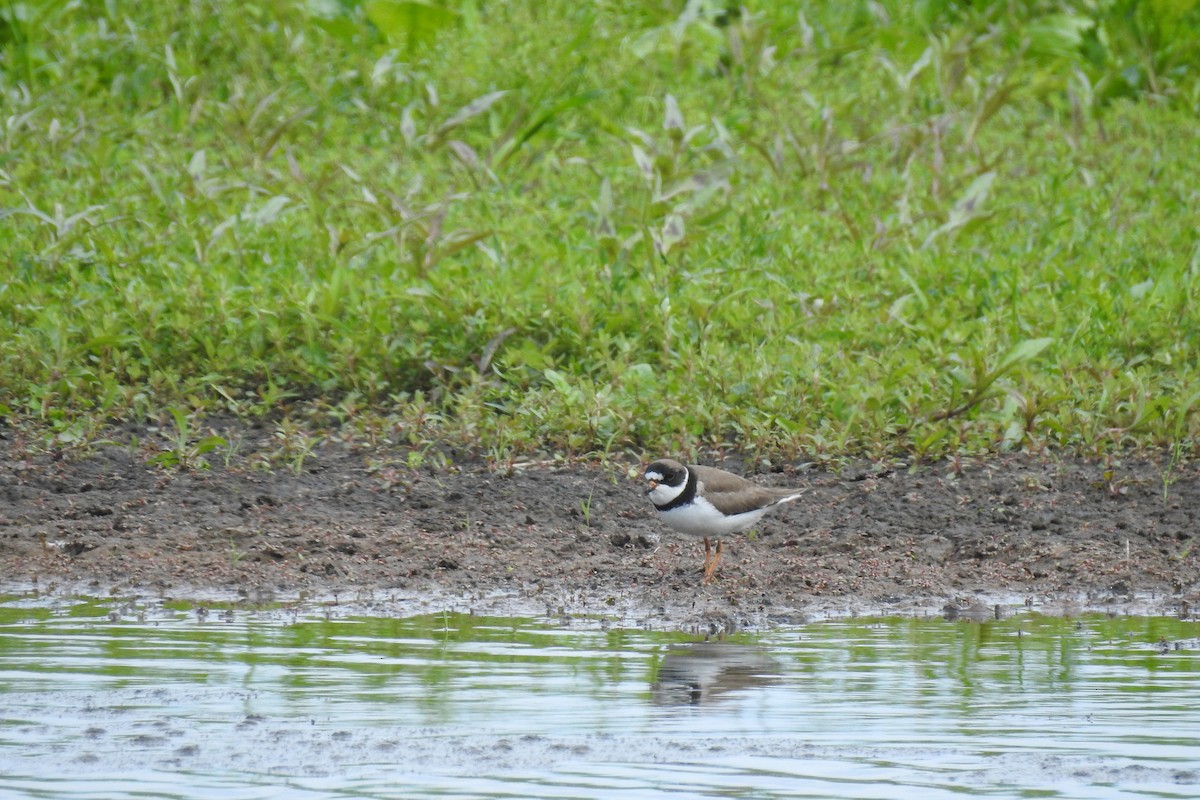 Semipalmated Plover - ML343258171