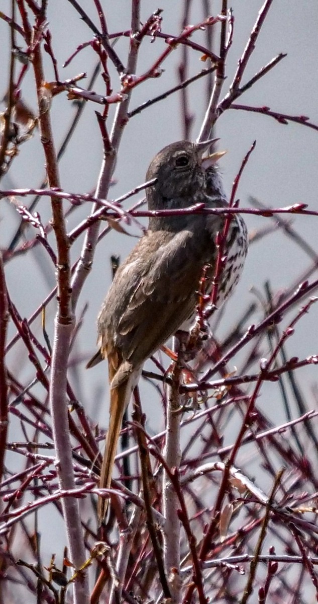 Fox Sparrow (Slate-colored) - Roger Horn