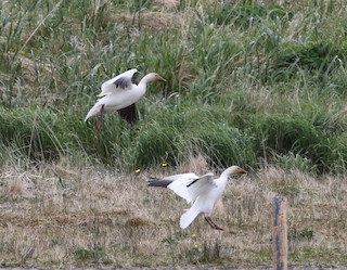 Snow Goose, ML343260841